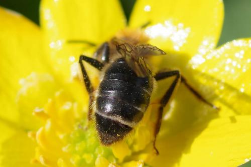 Andrena sp.